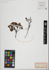 Foto von Salix herbacea L.